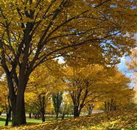 Centennial Park at Cooma - Accommodation Sunshine Coast