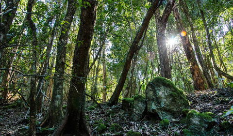 Copeland Tops State Conservation Area - Accommodation Sunshine Coast 0
