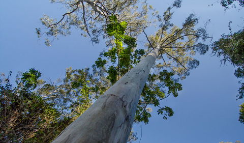 Copeland Tops State Conservation Area - Accommodation Sunshine Coast 1