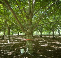 Sassafras Nuts - Accommodation Sunshine Coast