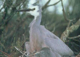 Jack Smith Lake State Game Reserve - Accommodation Sunshine Coast 0