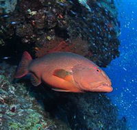 Anchor Bommie Dive Site - Accommodation Sunshine Coast