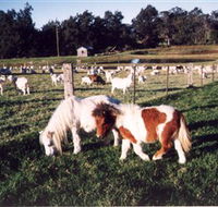 Trudgalong Farm - Accommodation Sunshine Coast