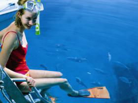 Roy Rufus Artificial Reef Dive Site - Accommodation Sunshine Coast 0