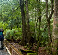 Monga National Park - Accommodation Sunshine Coast