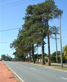 Anzac Memorial Avenue, Redcliffe - Accommodation Sunshine Coast 1
