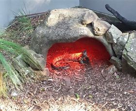 Blackbutt Reserve - Accommodation Sunshine Coast 8