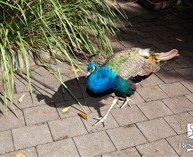 Blackbutt Reserve - Accommodation Sunshine Coast 6