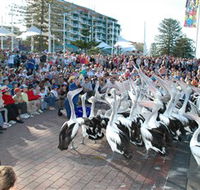 Pelican Feeding - Accommodation Sunshine Coast