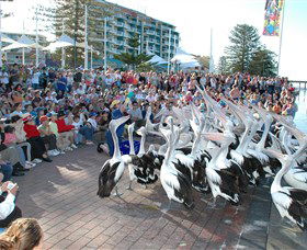 Pelican Feeding - Accommodation Sunshine Coast 0