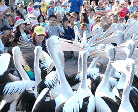 Pelican Feeding - Accommodation Sunshine Coast 1