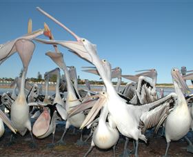 Pelican Feeding - Accommodation Sunshine Coast 3
