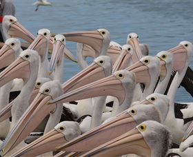 Pelican Feeding - Accommodation Sunshine Coast 4