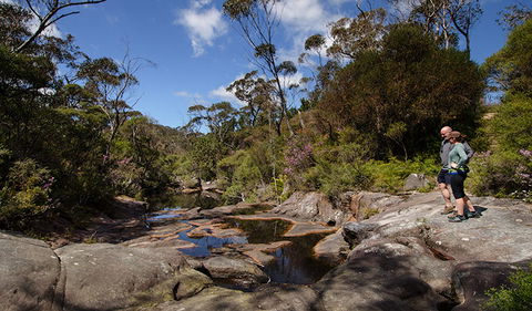 Barren Grounds Nature Reserve - Accommodation Sunshine Coast 1
