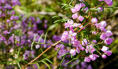 Barren Grounds Nature Reserve - Accommodation Sunshine Coast 2