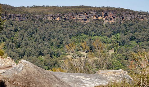 Barren Grounds Nature Reserve - Accommodation Sunshine Coast 3