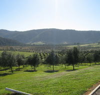 Hastings Valley Olives - Accommodation Sunshine Coast