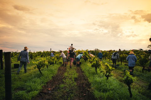 Tyrrells Vineyards - Accommodation Sunshine Coast 1