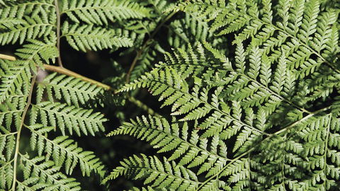 Glenrock State Conservation Area - Accommodation Sunshine Coast 3
