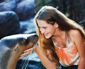 Sea Life Sunshine Coast - Accommodation Sunshine Coast 1