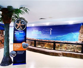Sea Life Sunshine Coast - Accommodation Sunshine Coast 2