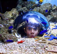Sea Life Sunshine Coast - Accommodation Sunshine Coast