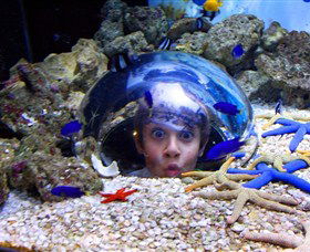 Sea Life Sunshine Coast - Accommodation Sunshine Coast 0