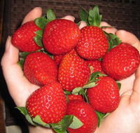 The Strawberry Farm - Accommodation Sunshine Coast
