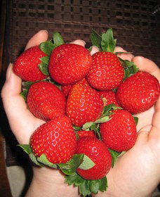 The Strawberry Farm - Accommodation Sunshine Coast 0