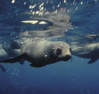 Wilsons Promontory Marine National Park - Accommodation Sunshine Coast
