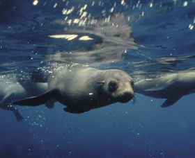 Wilsons Promontory Marine National Park - Accommodation Sunshine Coast 0