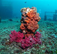HMAS Brisbane Dive Site - Accommodation Sunshine Coast