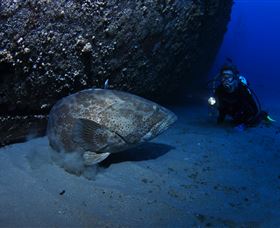 HMAS Brisbane Dive Site - Accommodation Sunshine Coast 3
