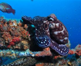 HMAS Brisbane Dive Site - Accommodation Sunshine Coast 2