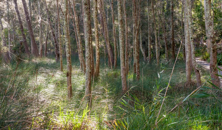 Cambewarra Mountain NSW Accommodation Sunshine Coast