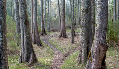 Anabranch Loop Track - Accommodation Sunshine Coast 1