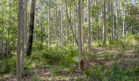Anabranch Loop Track - Accommodation Sunshine Coast 2