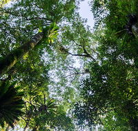 Botanic walk - Accommodation Sunshine Coast