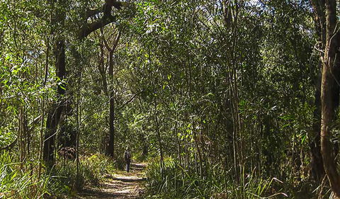 Sand Track Walk (south) - Accommodation Sunshine Coast 0