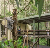 Daisy Hill Koala Centre - Accommodation Sunshine Coast