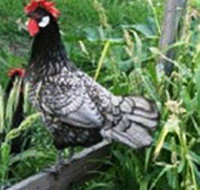 Merry Maidens Veggies - Accommodation Sunshine Coast