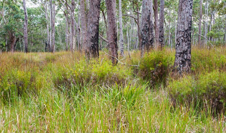 Croobyar ACT Accommodation Sunshine Coast