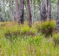Narrawallee Inlet walking track - Accommodation Sunshine Coast
