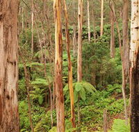 Cycle Mogo State Forest - Accommodation Sunshine Coast
