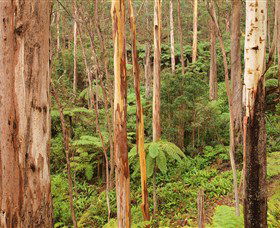 Cycle Mogo State Forest - Accommodation Sunshine Coast 1