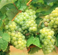 Red Tail Wines - Accommodation Sunshine Coast