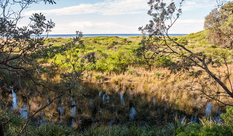 Burrawang Track - Conjola Beach To Buckleys Point - Accommodation Sunshine Coast 1