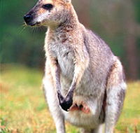 Venman Bushland National Park - Accommodation Sunshine Coast