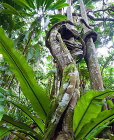 Tamborine Rainforest Skywalk - Accommodation Sunshine Coast 0