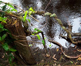 Mogo Bushwalk - Accommodation Sunshine Coast 0